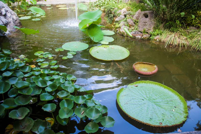 La Mortella - Victoria Amazonica