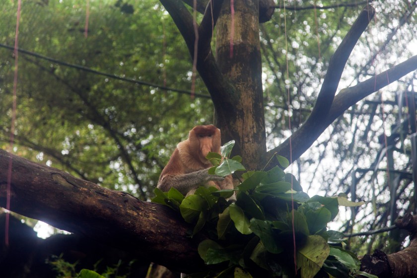 Proboscis Monkey