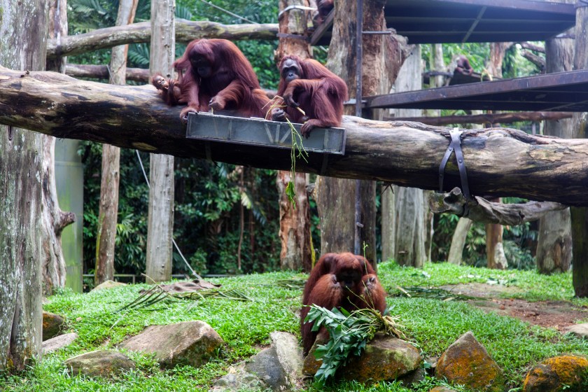 Orangutans