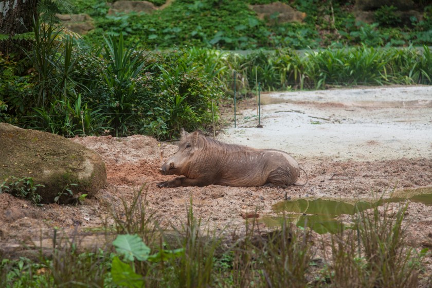 Babirusa
