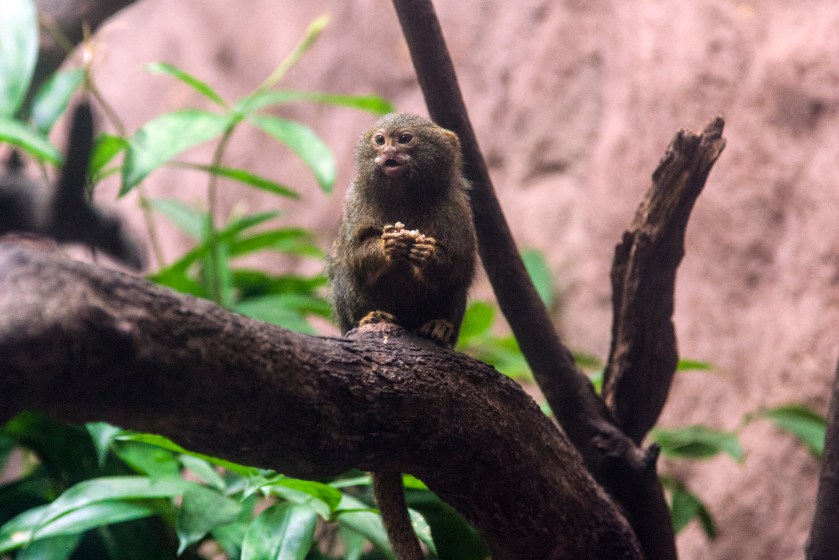Finger Monkey