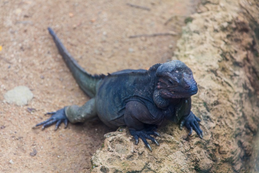 Rhino Iguana