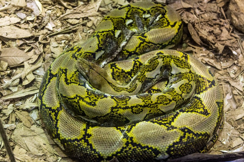 Reticulated Python