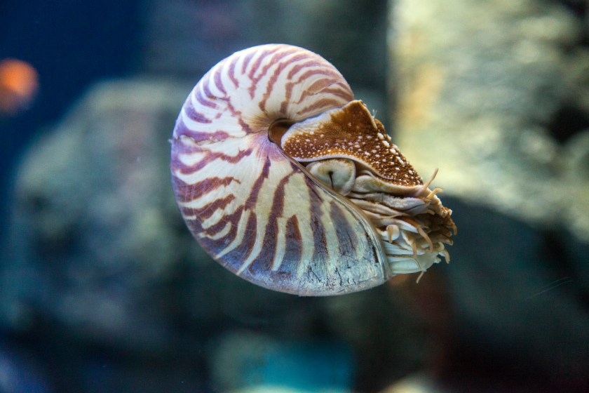 Nautilus