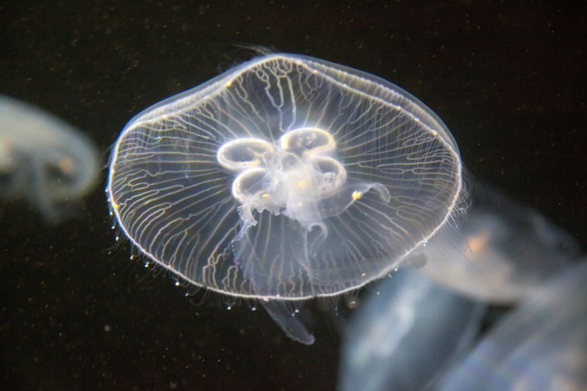 Some Jellyfish