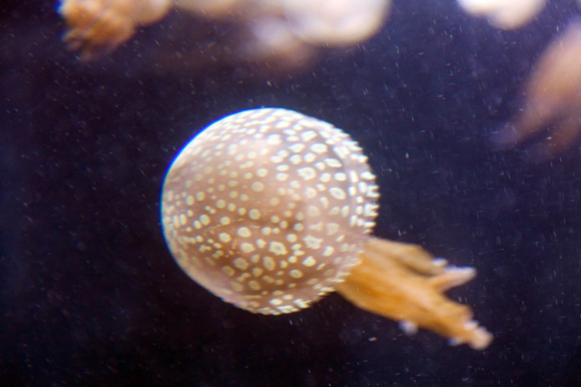 Some Jellyfish