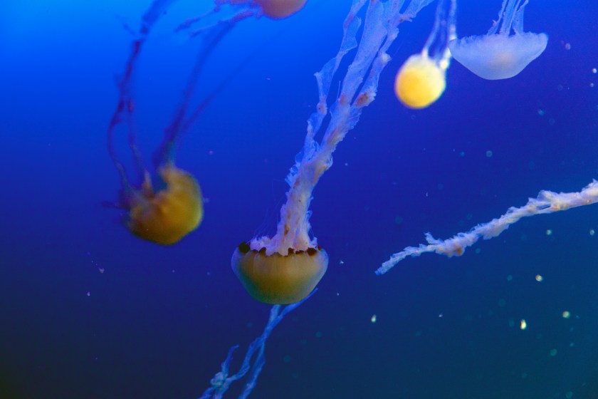 Ray and some other fish