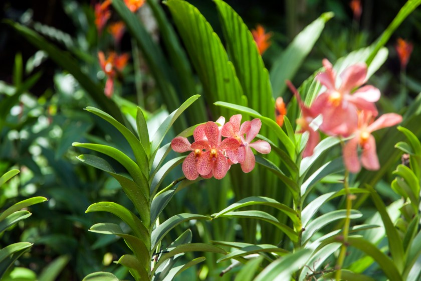 National Orchid Garden